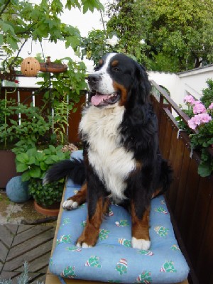 Max