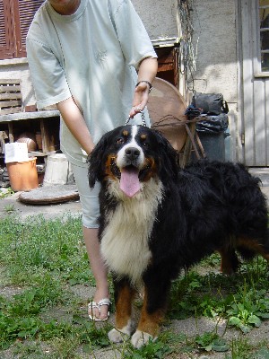 Zseni