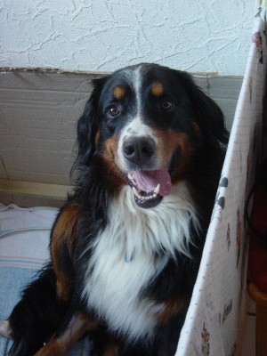Zseni