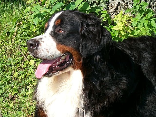 Max